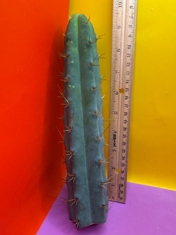 SSO2 - San Pedro Cactus 🌶️ 🌶️