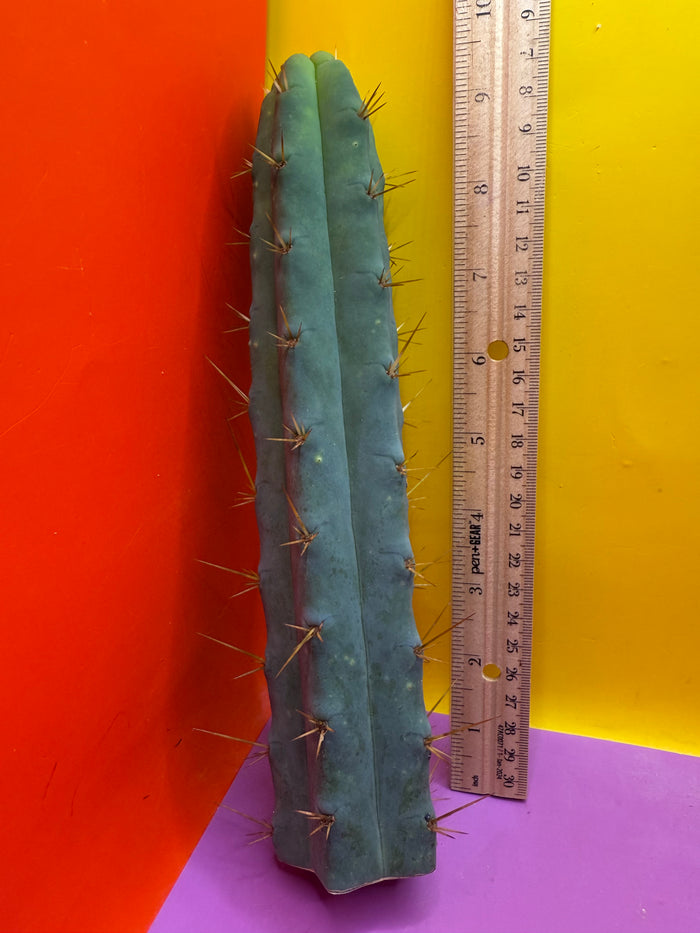 SSO2 - San Pedro Cactus 🌶️ 🌶️
