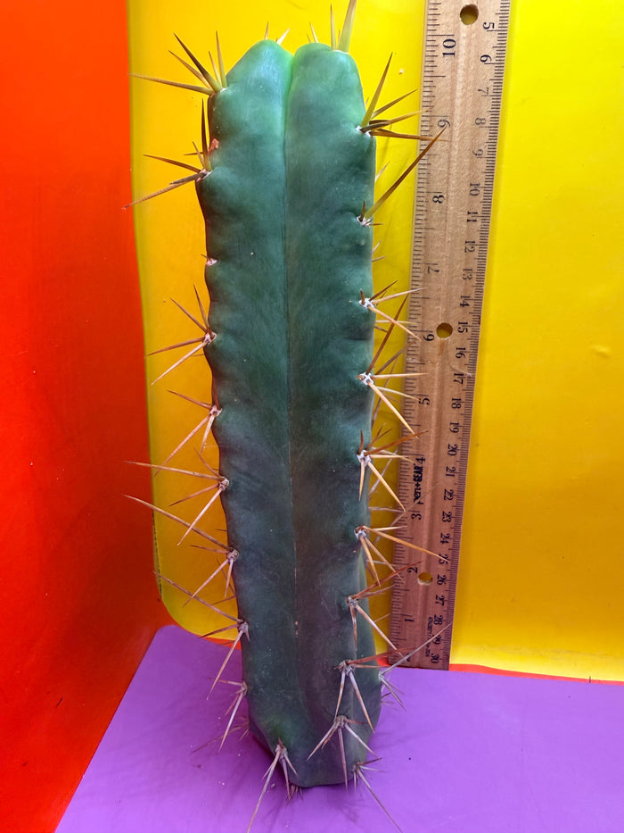 SSO2 X P.C. 4 ribs!!!!