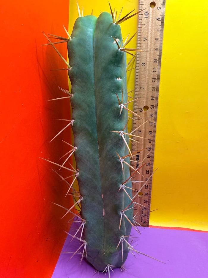 SSO2 X P.C. 4 ribs!!!!