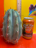 SSO2 x (Peru x Juules Giant) ! BRIDGESII X PERUVIANUS X PACHANOI