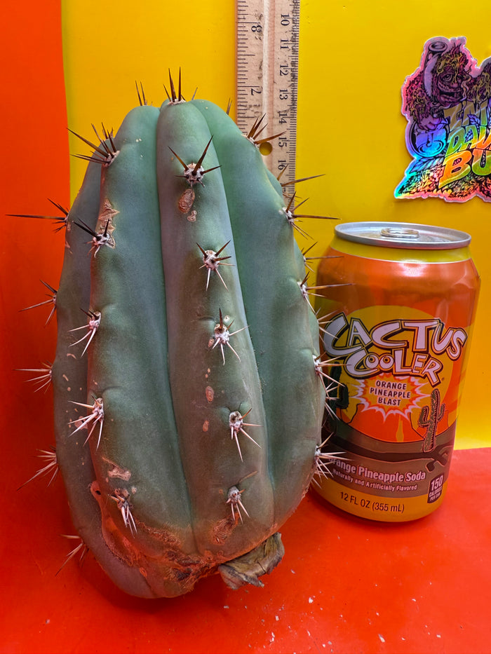 SSO2 x (Peru x Juules Giant) ! BRIDGESII X PERUVIANUS X PACHANOI