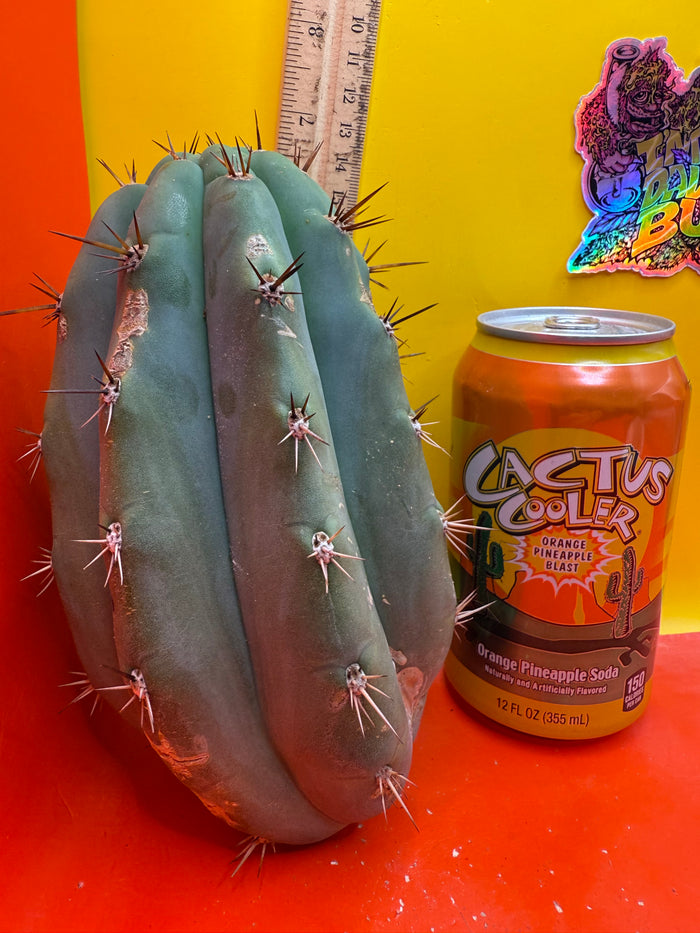 SSO2 x (Peru x Juules Giant) ! BRIDGESII X PERUVIANUS X PACHANOI
