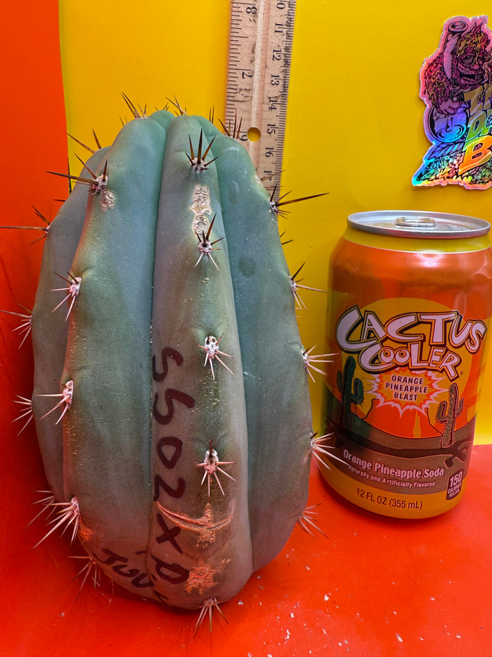 SSO2 x (Peru x Juules Giant) ! BRIDGESII X PERUVIANUS X PACHANOI