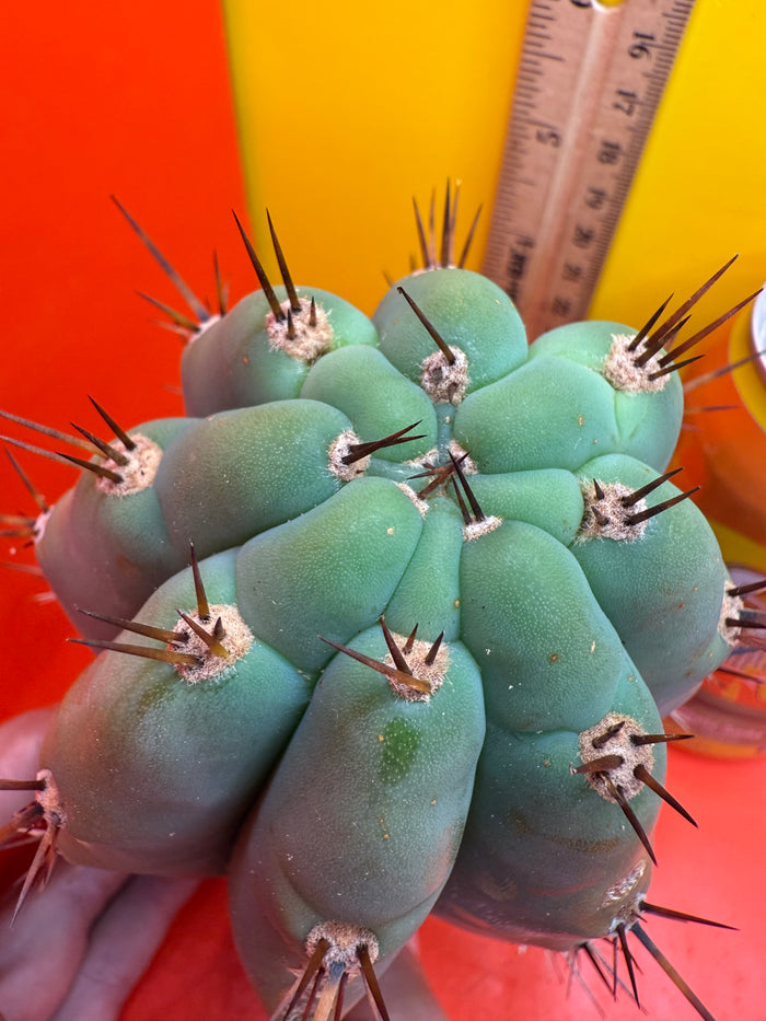 SSO2 x (Peru x Juules Giant) ! BRIDGESII X PERUVIANUS X PACHANOI