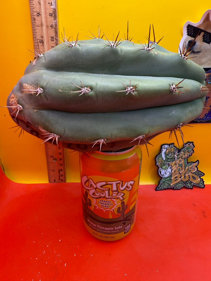 SSO2 x (Peru x Juules Giant) ! BRIDGESII X PERUVIANUS X PACHANOI