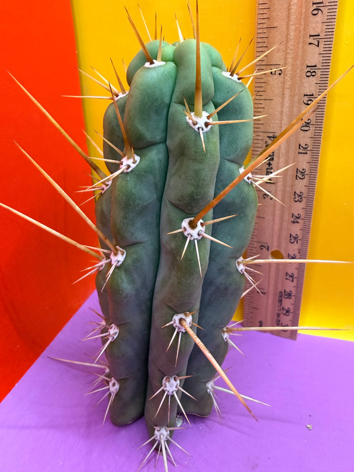 SSO3 Trichocereus knuthianus