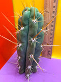 SSO3 Trichocereus knuthianus