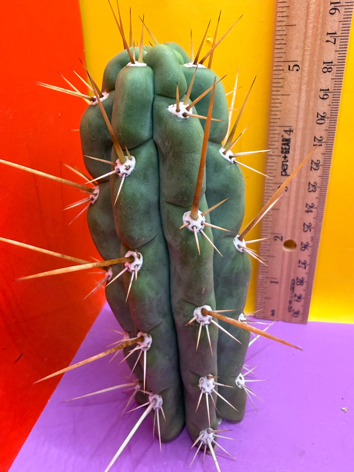 SSO3 Trichocereus knuthianus