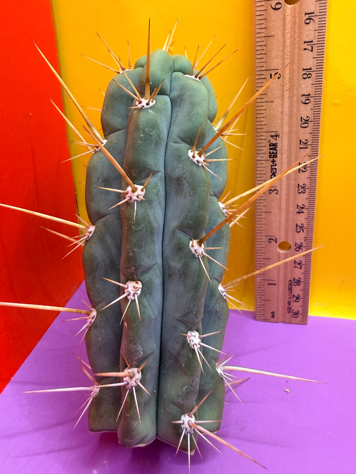 SSO3 Trichocereus knuthianus