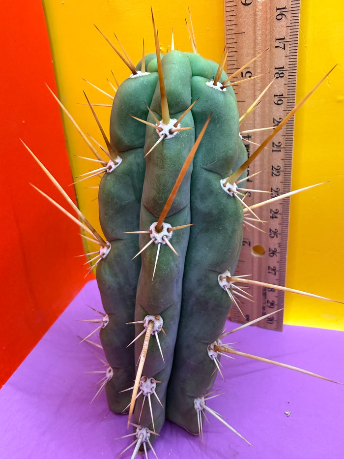 SSO3 Trichocereus knuthianus