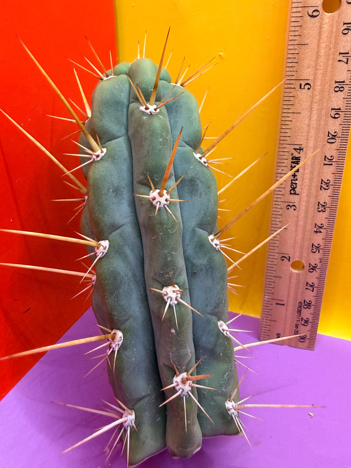 SSO3 Trichocereus knuthianus