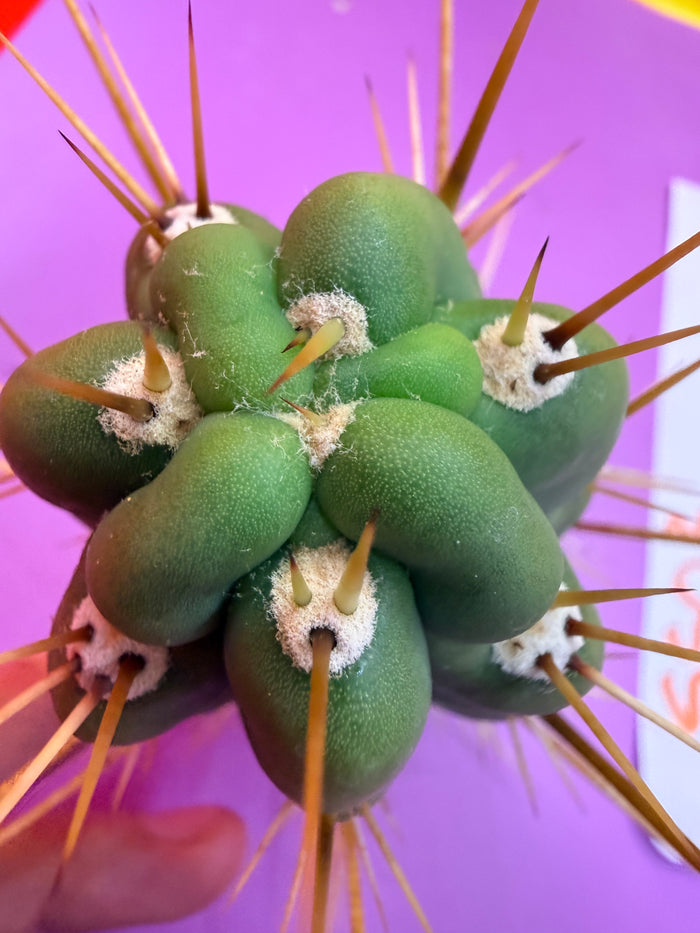 SSO3 Trichocereus knuthianus