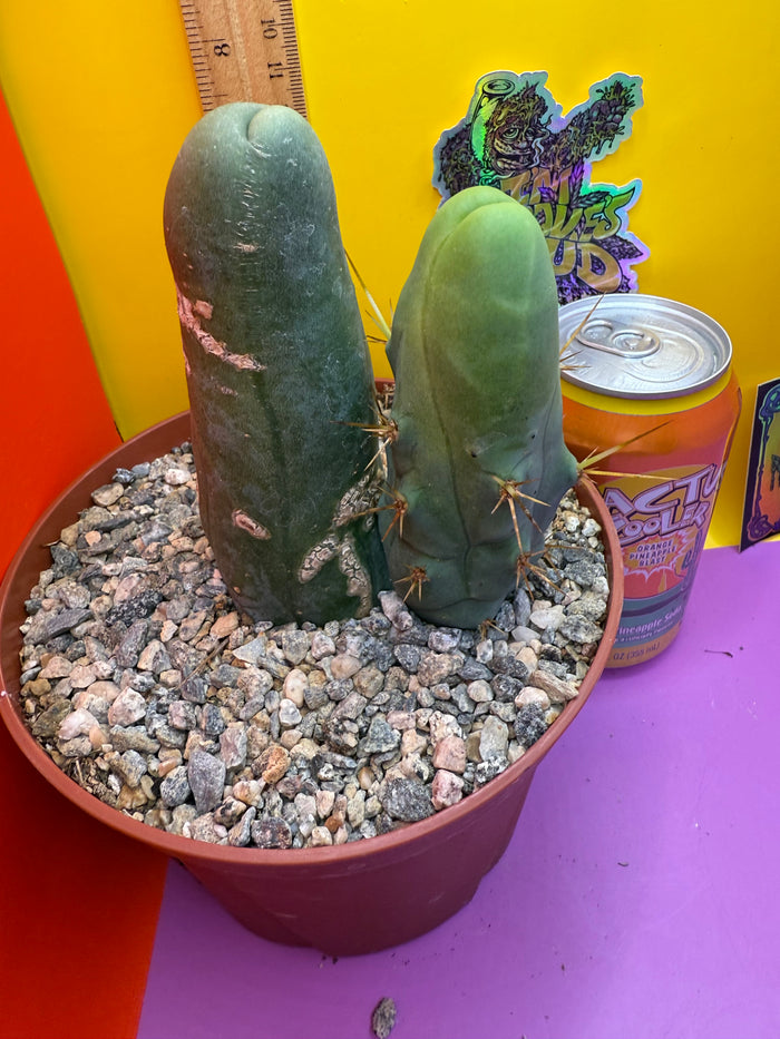 Strangely long TBM-B.   cactus for sale - this exact potted cactus