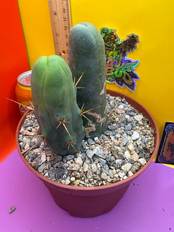 Strangely long TBM-B.   cactus for sale - this exact potted cactus