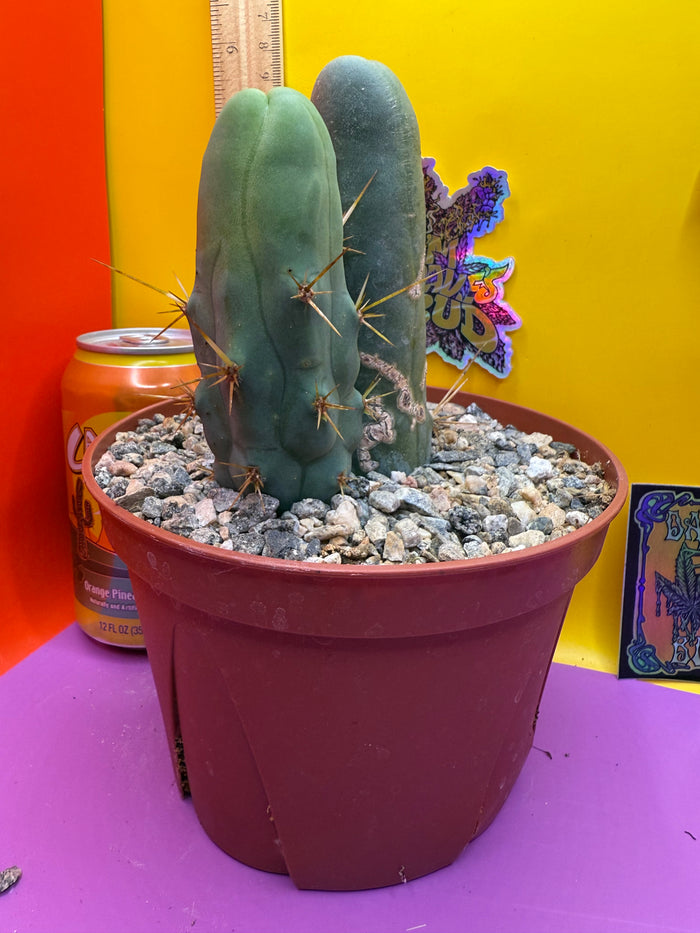 Strangely long TBM-B.   cactus for sale - this exact potted cactus