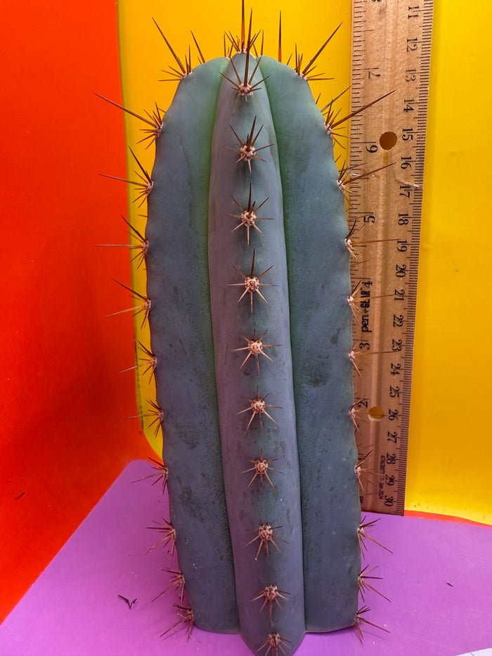 Super Pedro x Sharxx for a new years sale !!