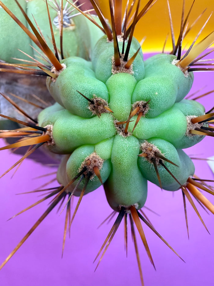 Swamp Thing Graft