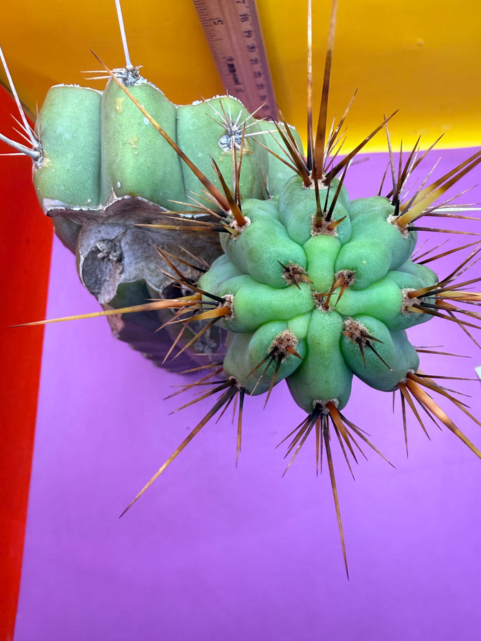 Swamp Thing Graft