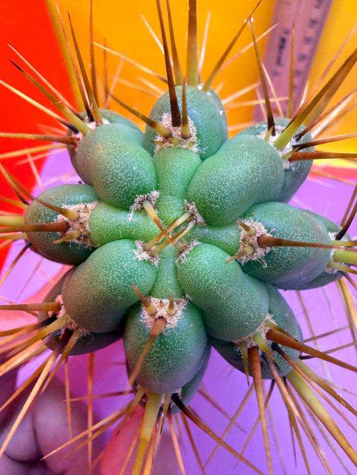 “SWAMP THING” trichocereus Cultivar