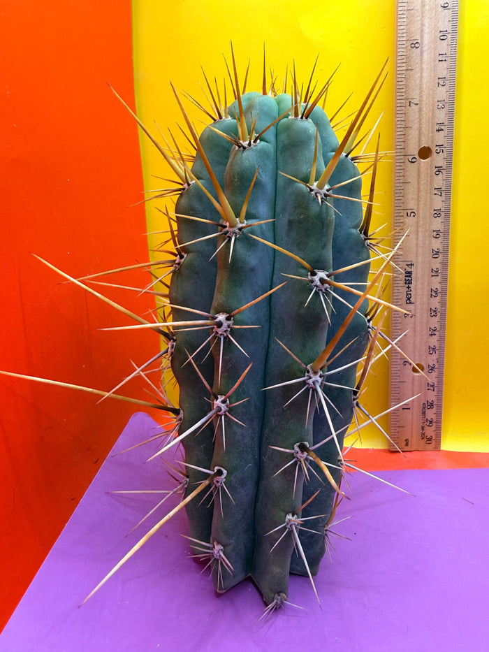 “SWAMP THING” trichocereus Cultivar