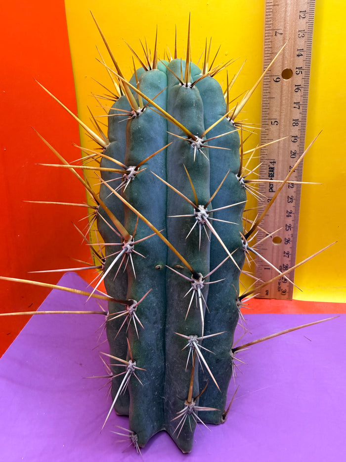 “SWAMP THING” trichocereus Cultivar