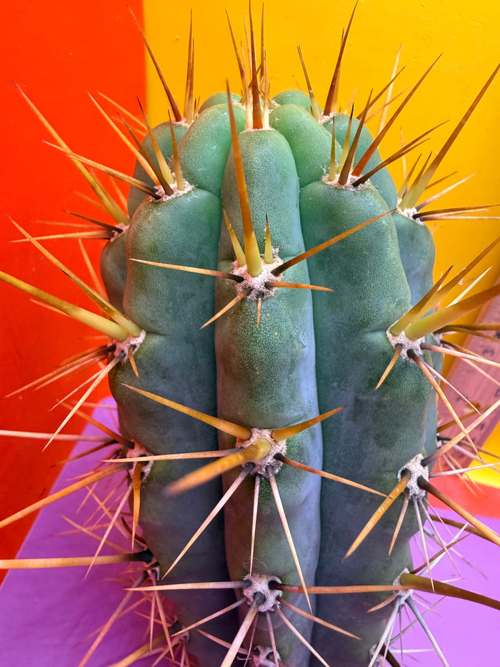 “SWAMP THING” trichocereus Cultivar