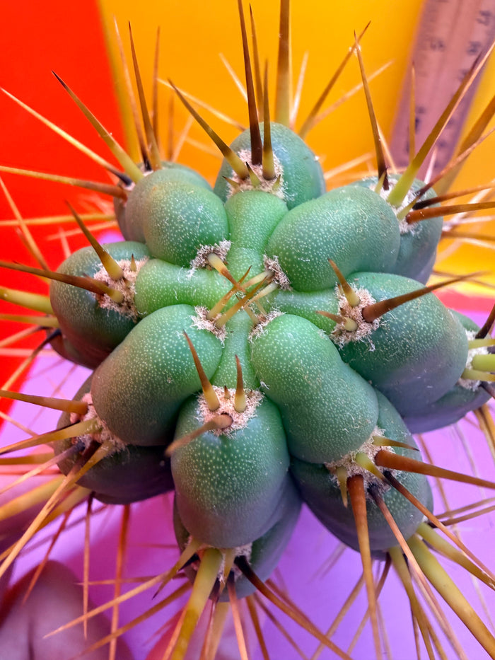 “SWAMP THING” trichocereus Cultivar