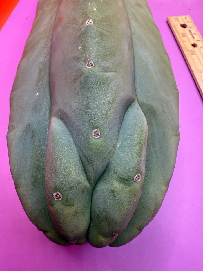Sweet BUTT Cahuilla!
