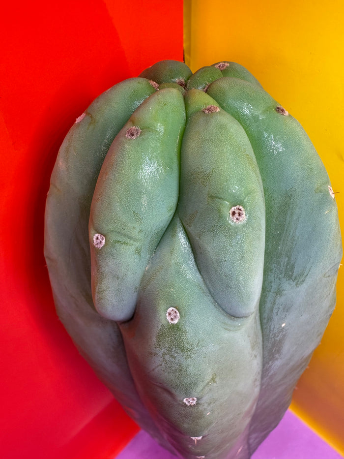 Sweet BUTT Cahuilla!