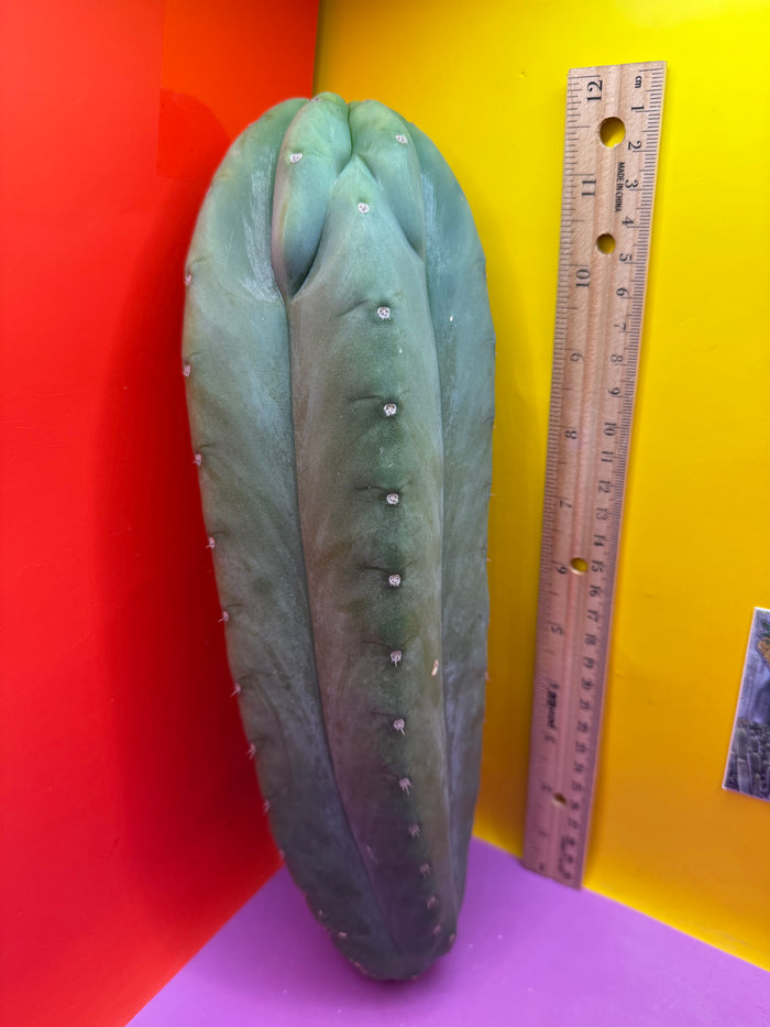 Sweet BUTT Cahuilla!