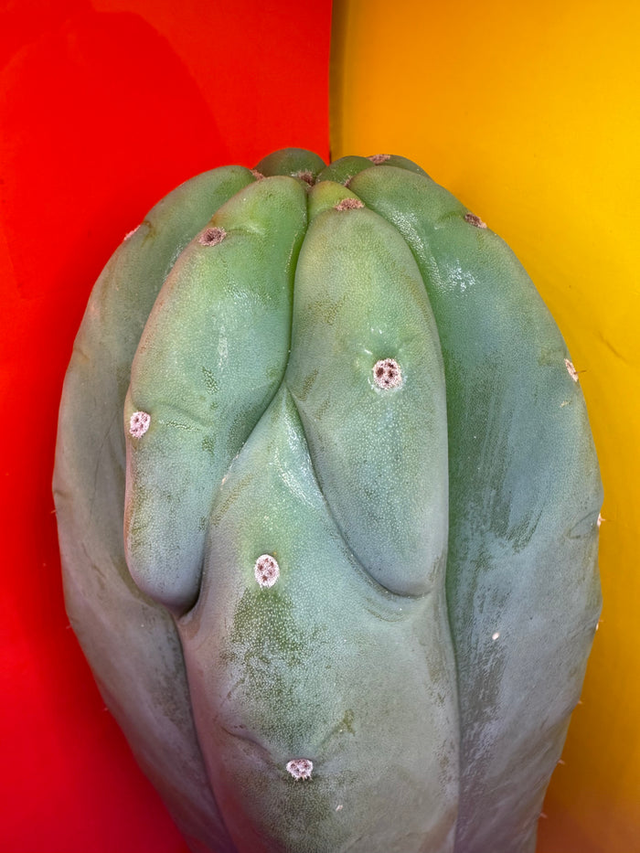Sweet BUTT Cahuilla!