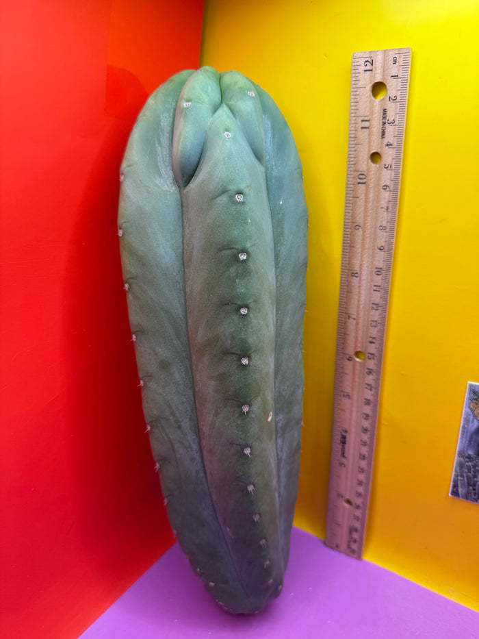 Sweet BUTT Cahuilla!