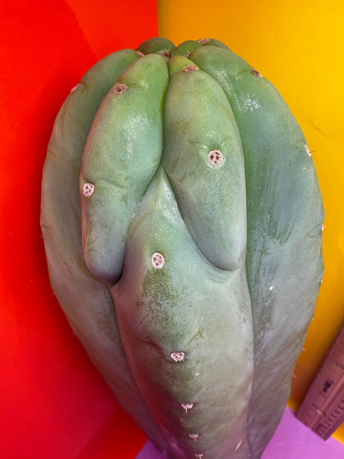 Sweet BUTT Cahuilla!