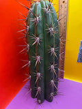 Tacaquirensis!!!!