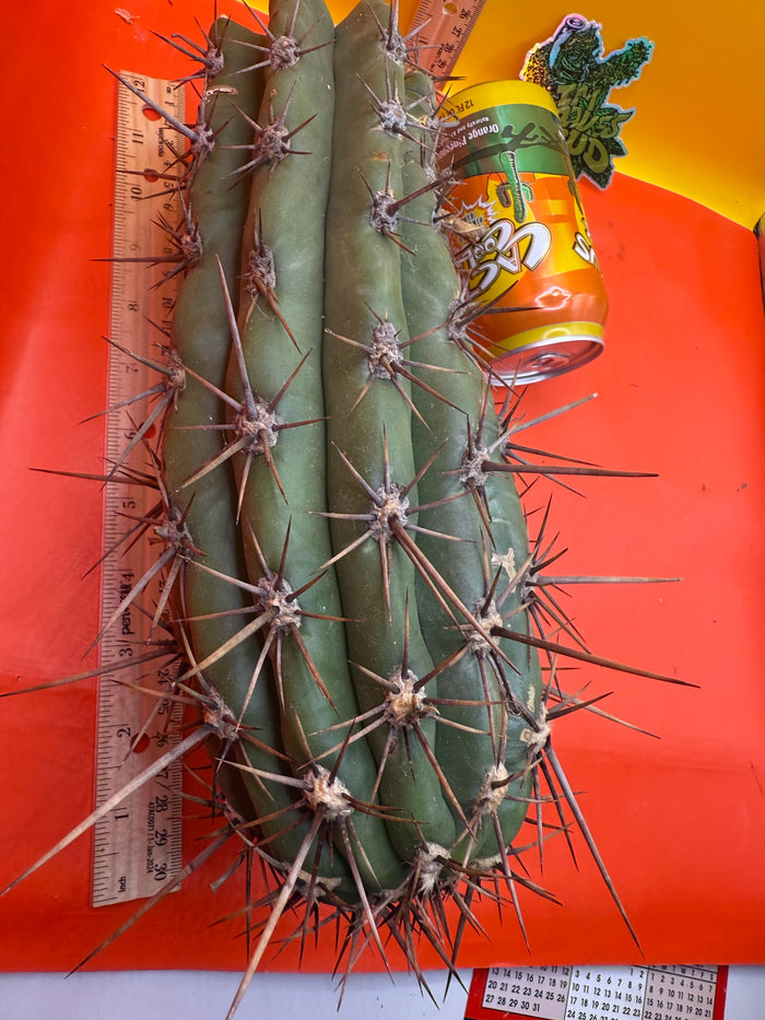 Tacaquirensis