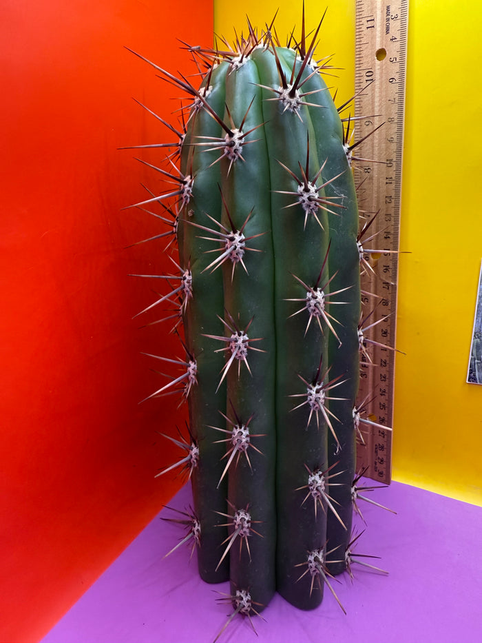 Tacaquirensis!!!!