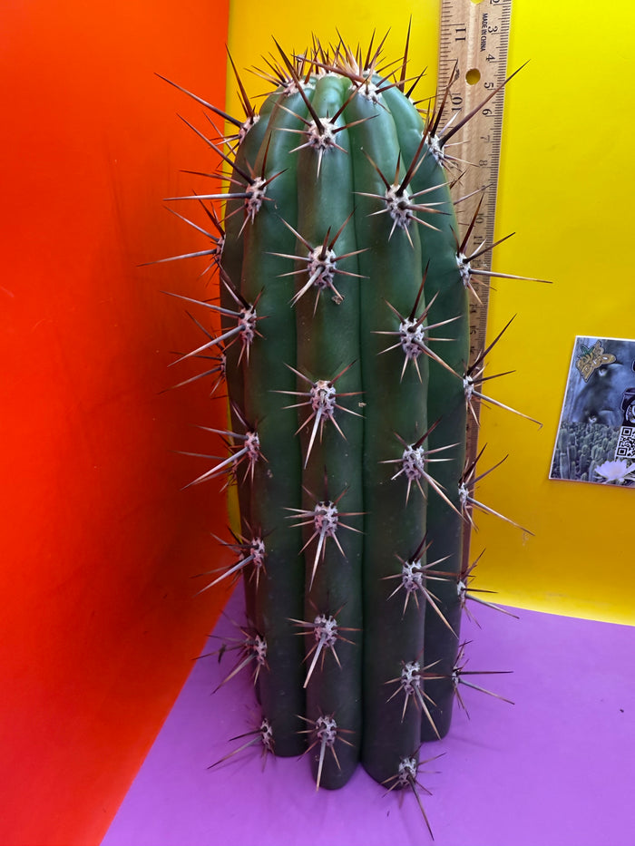 Tacaquirensis!!!!