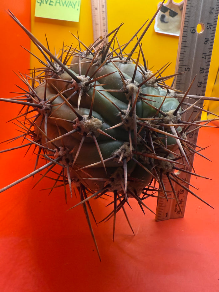 Tacaquirensis