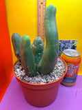 TBM -Ships in large pot - with 4 segments !!! Trichocereus Bridgesii Monstrose