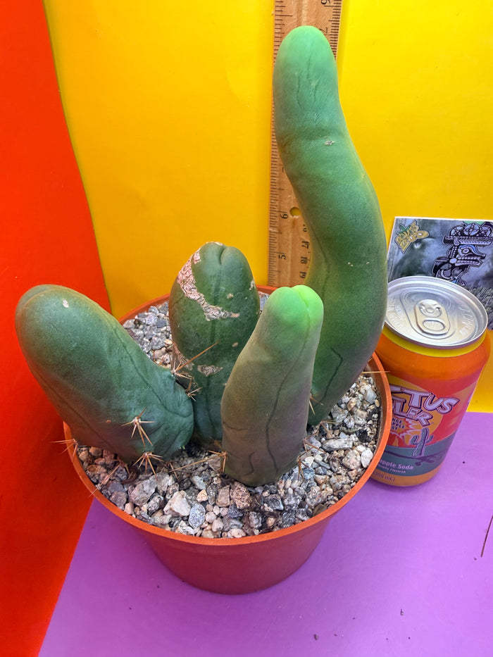 TBM -Ships in large pot - with 4 segments !!! Trichocereus Bridgesii Monstrose