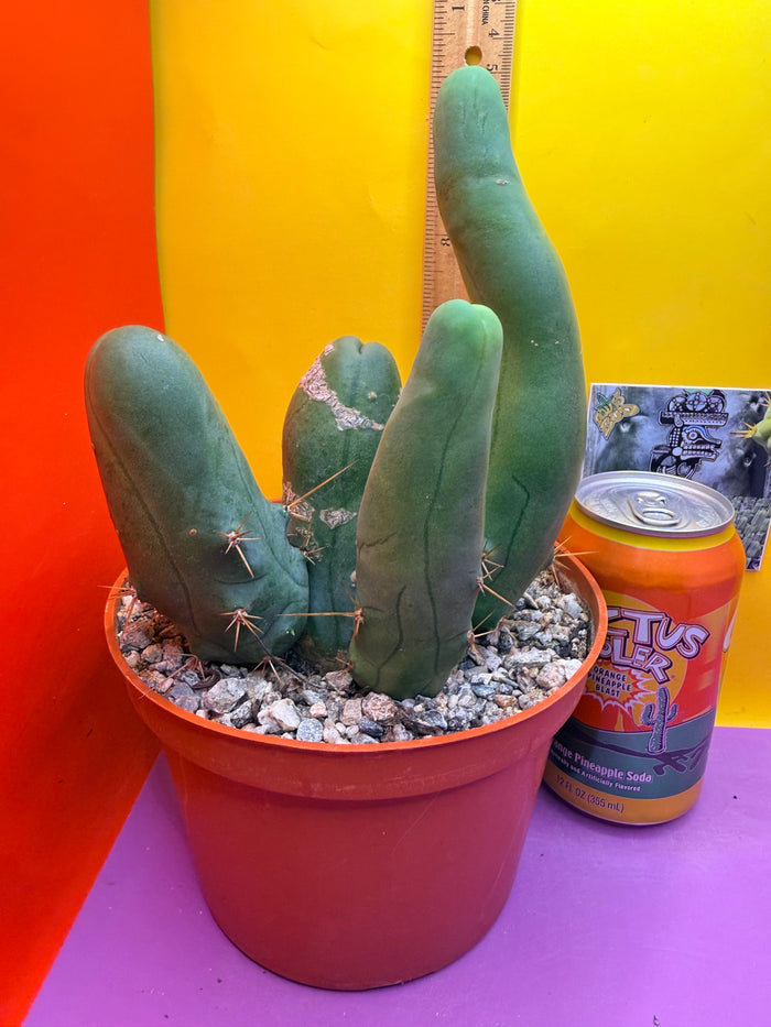 TBM -Ships in large pot - with 4 segments !!! Trichocereus Bridgesii Monstrose