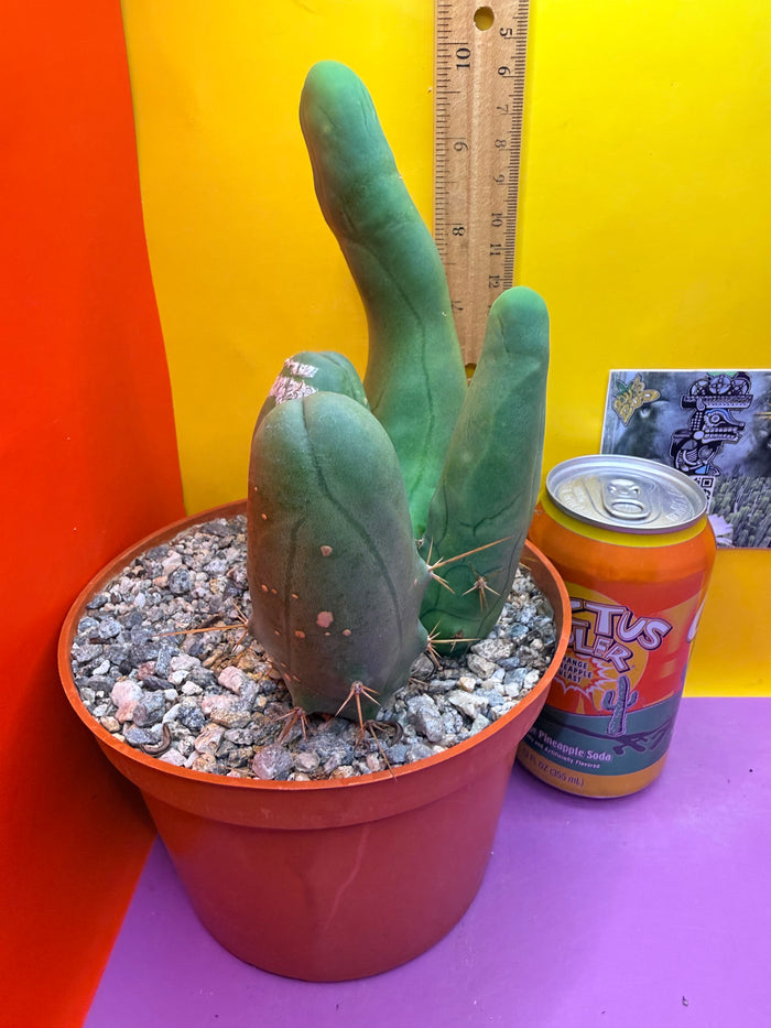 TBM -Ships in large pot - with 4 segments !!! Trichocereus Bridgesii Monstrose