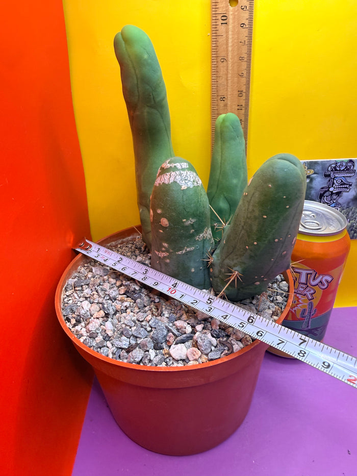 TBM -Ships in large pot - with 4 segments !!! Trichocereus Bridgesii Monstrose