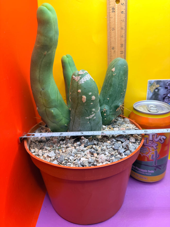 TBM -Ships in large pot - with 4 segments !!! Trichocereus Bridgesii Monstrose