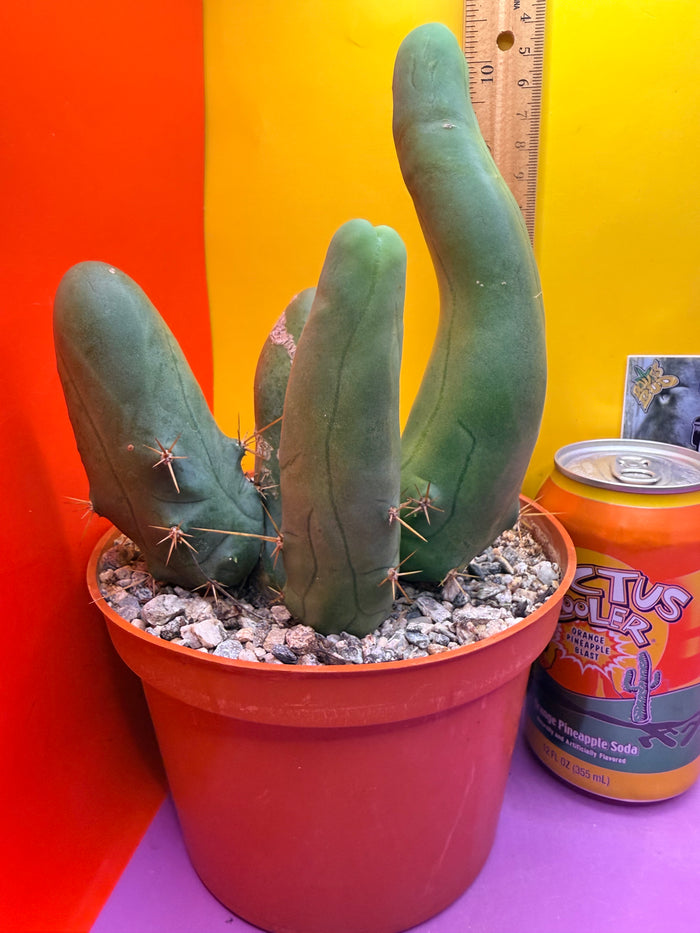 TBM -Ships in large pot - with 4 segments !!! Trichocereus Bridgesii Monstrose