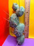 TBM !!!! 5 segment branching !