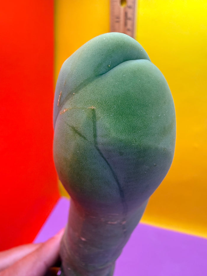TBM-A LONG FORM CACTUS