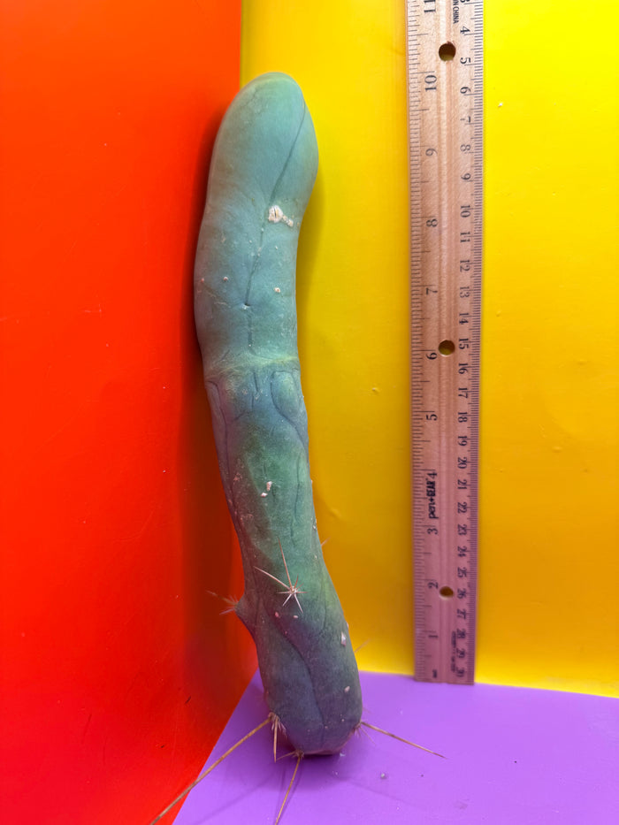 TBM-A LONG FORM CACTUS