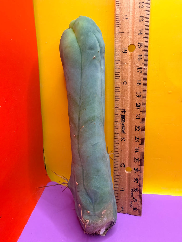 TBM-A long form monstrose cactus !